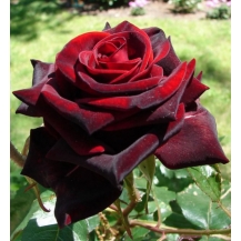 Black Baccara / Блек Баккара - дворічнi